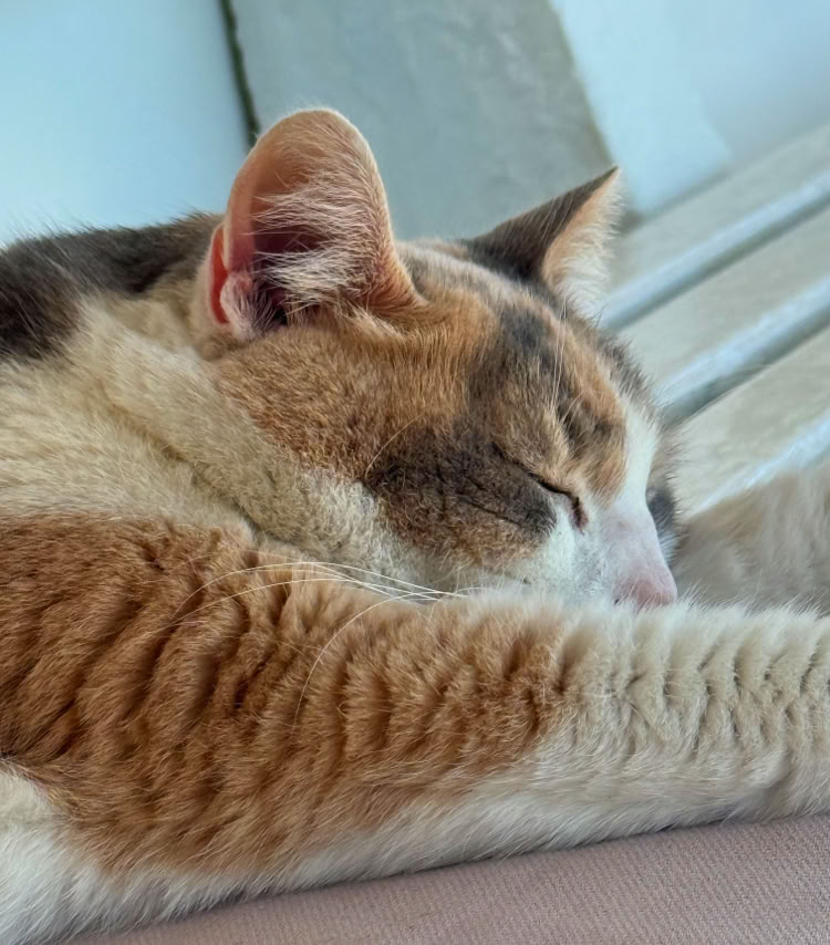 b&uuml;roservice im bezirk melk, wolfgang pachatz, marbach an der donau